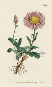 Aster Alpinus Alpine Aster From William Curtis Botanical Magazine 1st Edition Prints Vol 1 6 178 Botanical Drawings Botanical Painting Botanical Illustration
