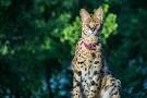 F1 Savannah Cat | Select Exotics - Savannah Cats