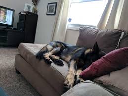 Puppies for sale in erie county, pa. My Sister S German Shepherd Steve Taking A Nap On A Snowy Day In Erie Pa Aww