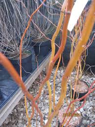 The name derives from the white tone to the undersides of. Lockenweide Korkenzieherweide Salix Erythroflexuosa