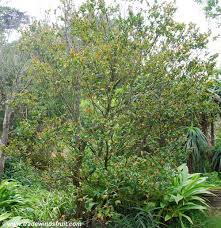Image result for Diospyros natalensis