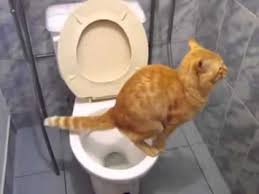 Cats often do this sort of thing to get attention, or to express anger. Cat Pooping On Floor Cat And Dog Lovers