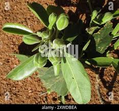 Image result for Maerua angolensis