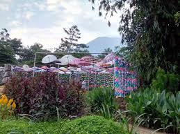 Namun dengan nggak gambar kartun mempunyai tampilan yang sesuai dengan setiap orang yang dipaki. Taman Bunga Celosia Bandungan Jawa Tengah Liburan Bersama Keluarga 2018 Kissparry