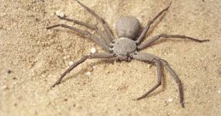 Even if you aren't killed by the spider, their bites can be extremely painful and scarring. The World S Most Dangerous Spiders Warning Graphic Images Cbs News