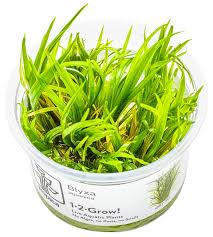 Image result for Blyxa