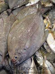 Singapore Fish Files Pomfrets And Pompanos Ieatishootipost
