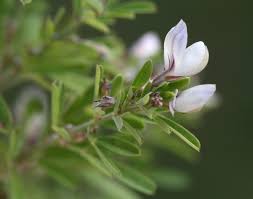 Image result for Conyza limosa