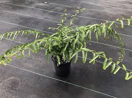 Image result for Phyllanthus polyanthus