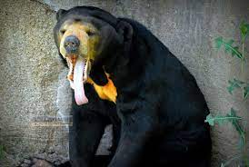 Along With Being The Smallest Bear Species In The World The Sun Bear Ursidae Helarctos Malayanus Is Also O Bear Species Malayan Sun Bear Tropical Rainforest
