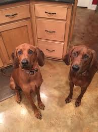 Maybe you would like to learn more about one of these? Pin On Pets