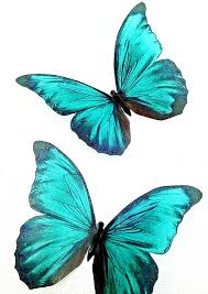 4 Stunning In Flight Teal Blue Butterflies 3d Butterfly Wall Art Bedroom Furniture Home Decor Picture Framing Display Cabinet 4 Each In 2021 3d Butterfly Wall Art Butterfly Wall Art Teal Wallpaper Iphone