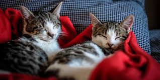 Cats have kidneys and livers that are very prone to damage from essential oils, phenols and 57 essential oil diffuser blend recipes for mind, body & soul. List Of Essential Oils That Are Safe For Your Cat Avoderm
