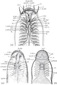 Image result for Dignathia