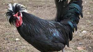 It is one of the few melanistic chickens known to us. 11 Beautiful Black Chickens Mental Floss