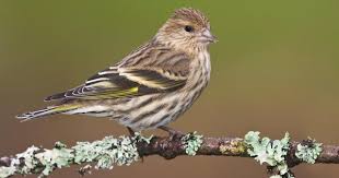 Black Bird With Yellow Stripe On Wing Pine Siskin Siskin Painting Subjects Bird Life List