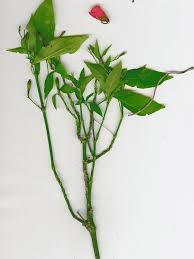 Image result for Ruellia brevifolia