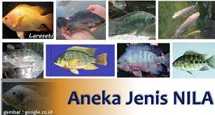 Nomor satu dan dua adalah jenis nila yang diklaim paling cepat besar. 21 Jenis Ikan Nila Lengkap Dan Gambarnya Plus Teknik Budidaya