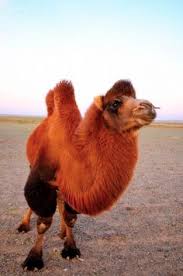 The dromedary camel has one hump, while the bactrian camel has two humps. Bactrian Camels