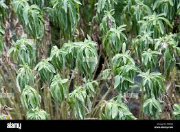 Image result for Pycnostachys reticulata