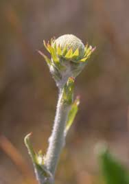 Image result for Holothrix villosa