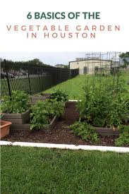 6 Basics Of The Vegetable Garden In Houston Pilar S Chilean Food Garden Small Vegetable Gardens Houston Garden Home Vegetable Garden