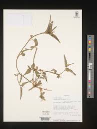 Image result for Commelina nigritana