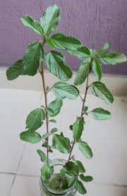 Image result for Corchorus schimperi