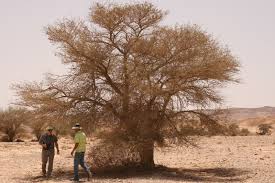 Image result for Voacanga pachyceras