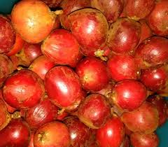 Image result for Englerophytum natalense