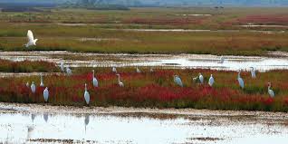 Maybe you would like to learn more about one of these? Astonishing Facts About Wetlands Greentumble