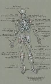The 4 basic tissue types in the human body. A Diagram Of Joints And Bones In The Human Body Skeleton Bones Teachpe Com Bones In The Arm Facts Structure Functions With Diagram Juliettethesilent