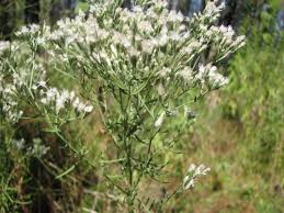 Image result for Ethulia vernonioides