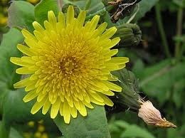 Image result for Sonchus dregeanus