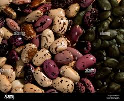 Image result for Phaseolus coccineus