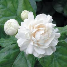Image result for Jasminum pauciflorum