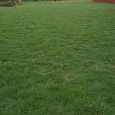 Tentang tanaman rumput hias rumput hias termasuk salah satu komponen penting yang wajib ada di halaman rumah. Jual Bibit Rumput Jepang Peking Terbaru Juni 2021 Blibli