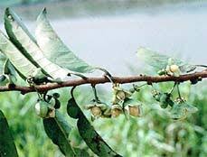 Image result for Buchnerodendron lasiocalyx