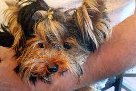 Yorkie Imported From Russia Dies At Private New York Airport Facility After Being Quarantined