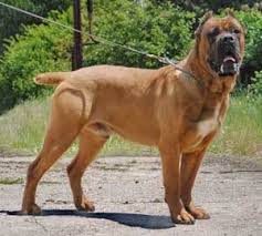 Select from premium italian mastiff of the highest quality. Italian Mastiff Archives The Dogington Post