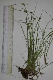 Image result for Lipocarpha