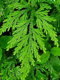 Image result for Selaginella perpusilla