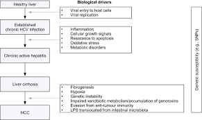 Risk of immune thrombocytopenic purpura and autoimmune hemolytic anemia among 120 908 us veterans with hepatitis c virus infection. Pathogenesis And Prevention Of Hepatitis C Virus Induced Hepatocellular Carcinoma Sciencedirect