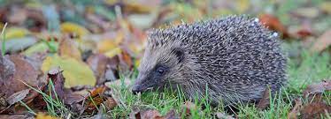 Hedgehogs aren't attracted to any specific plants. Hedgehogs In The Garden Rspca Org Uk