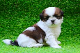 However, cost of raising a shih tzu is quite high. Shih Tzu For Sale Shih Tzu Puppy For Sale Dav Pet Lovers
