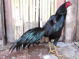Inilah Kelebihan Ayam Aduan Yang Berbulu Hitam Lebat Ayam Bangkok Ayam Jantan