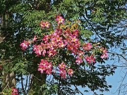 Ceiba Speciosa Silk Floss Tree World Of Succulents Blooming Succulents Flowering Trees Planting Succulents