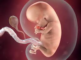 10 Weeks Pregnant Babycenter 10 Weeks Pregnant Baby In Womb Baby Center