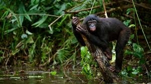 The world's second largest rainforest, in central africa's congo basin, is disappearing at alarming rates due to severe deforestation. Congo Rainforest For Primary Kids