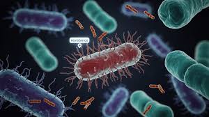 Image result for Vancomycin Resistant Enterococcus